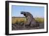 African elephant (Loxodonta africana) mudbathing, Chobe River, Botswana, Africa-Ann and Steve Toon-Framed Photographic Print