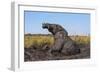 African elephant (Loxodonta africana) mudbathing, Chobe River, Botswana, Africa-Ann and Steve Toon-Framed Photographic Print