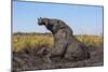 African elephant (Loxodonta africana) mudbathing, Chobe River, Botswana, Africa-Ann and Steve Toon-Mounted Photographic Print