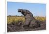 African elephant (Loxodonta africana) mudbathing, Chobe River, Botswana, Africa-Ann and Steve Toon-Framed Photographic Print