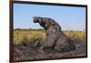 African elephant (Loxodonta africana) mudbathing, Chobe River, Botswana, Africa-Ann and Steve Toon-Framed Photographic Print