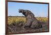 African elephant (Loxodonta africana) mudbathing, Chobe River, Botswana, Africa-Ann and Steve Toon-Framed Photographic Print