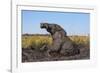 African elephant (Loxodonta africana) mudbathing, Chobe River, Botswana, Africa-Ann and Steve Toon-Framed Photographic Print