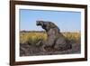 African elephant (Loxodonta africana) mudbathing, Chobe River, Botswana, Africa-Ann and Steve Toon-Framed Photographic Print