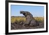 African elephant (Loxodonta africana) mudbathing, Chobe River, Botswana, Africa-Ann and Steve Toon-Framed Photographic Print