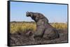 African elephant (Loxodonta africana) mudbathing, Chobe River, Botswana, Africa-Ann and Steve Toon-Framed Stretched Canvas