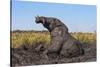 African elephant (Loxodonta africana) mudbathing, Chobe River, Botswana, Africa-Ann and Steve Toon-Stretched Canvas