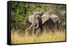 African Elephant (Loxodonta Africana), Murchison Falls National Park, Uganda, East Africa, Africa-Michael Runkel-Framed Stretched Canvas