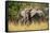 African Elephant (Loxodonta Africana), Murchison Falls National Park, Uganda, East Africa, Africa-Michael Runkel-Framed Stretched Canvas