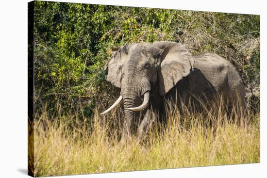 African Elephant (Loxodonta Africana), Murchison Falls National Park, Uganda, East Africa, Africa-Michael Runkel-Stretched Canvas