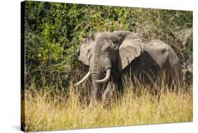 African Elephant (Loxodonta Africana), Murchison Falls National Park, Uganda, East Africa, Africa-Michael Runkel-Stretched Canvas