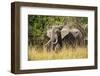 African Elephant (Loxodonta Africana), Murchison Falls National Park, Uganda, East Africa, Africa-Michael Runkel-Framed Photographic Print