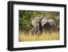 African Elephant (Loxodonta Africana), Murchison Falls National Park, Uganda, East Africa, Africa-Michael Runkel-Framed Photographic Print