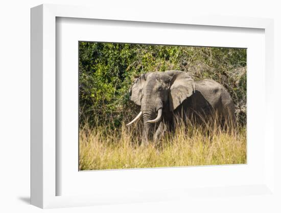 African Elephant (Loxodonta Africana), Murchison Falls National Park, Uganda, East Africa, Africa-Michael Runkel-Framed Photographic Print