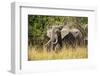 African Elephant (Loxodonta Africana), Murchison Falls National Park, Uganda, East Africa, Africa-Michael Runkel-Framed Photographic Print