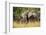 African Elephant (Loxodonta Africana), Murchison Falls National Park, Uganda, East Africa, Africa-Michael Runkel-Framed Photographic Print