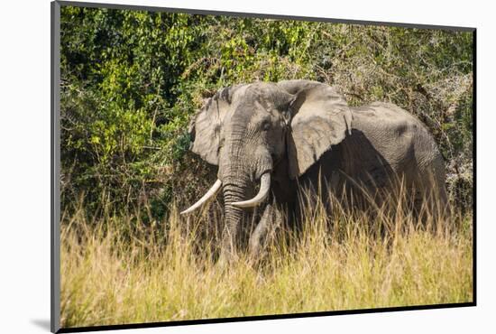 African Elephant (Loxodonta Africana), Murchison Falls National Park, Uganda, East Africa, Africa-Michael Runkel-Mounted Photographic Print