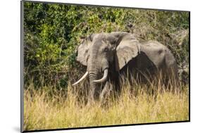 African Elephant (Loxodonta Africana), Murchison Falls National Park, Uganda, East Africa, Africa-Michael Runkel-Mounted Photographic Print