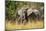 African Elephant (Loxodonta Africana), Murchison Falls National Park, Uganda, East Africa, Africa-Michael Runkel-Mounted Photographic Print