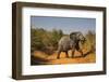 African Elephant (Loxodonta Africana), Murchison Falls National Park, Uganda, East Africa, Africa-Michael Runkel-Framed Photographic Print