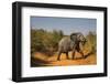 African Elephant (Loxodonta Africana), Murchison Falls National Park, Uganda, East Africa, Africa-Michael Runkel-Framed Photographic Print