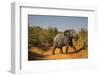 African Elephant (Loxodonta Africana), Murchison Falls National Park, Uganda, East Africa, Africa-Michael Runkel-Framed Photographic Print