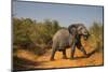 African Elephant (Loxodonta Africana), Murchison Falls National Park, Uganda, East Africa, Africa-Michael Runkel-Mounted Photographic Print