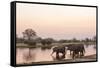 African Elephant (Loxodonta Africana), Okavango Delta, Botswana, Africa-Sergio Pitamitz-Framed Stretched Canvas