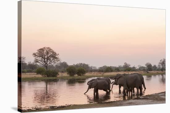 African Elephant (Loxodonta Africana), Okavango Delta, Botswana, Africa-Sergio Pitamitz-Stretched Canvas