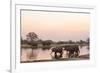 African Elephant (Loxodonta Africana), Okavango Delta, Botswana, Africa-Sergio Pitamitz-Framed Photographic Print