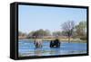 African Elephant (Loxodonta Africana), Okavango Delta, Botswana, Africa-Sergio Pitamitz-Framed Stretched Canvas