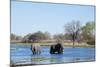 African Elephant (Loxodonta Africana), Okavango Delta, Botswana, Africa-Sergio Pitamitz-Mounted Photographic Print