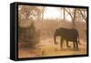 African Elephant (Loxodonta Africana), Okavango Delta, Botswana, Africa-Sergio Pitamitz-Framed Stretched Canvas