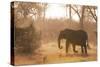 African Elephant (Loxodonta Africana), Okavango Delta, Botswana, Africa-Sergio Pitamitz-Stretched Canvas