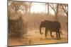 African Elephant (Loxodonta Africana), Okavango Delta, Botswana, Africa-Sergio Pitamitz-Mounted Photographic Print