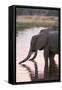 African Elephant (Loxodonta Africana), Okavango Delta, Botswana, Africa-Sergio Pitamitz-Framed Stretched Canvas