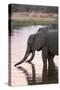 African Elephant (Loxodonta Africana), Okavango Delta, Botswana, Africa-Sergio Pitamitz-Stretched Canvas