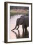 African Elephant (Loxodonta Africana), Okavango Delta, Botswana, Africa-Sergio Pitamitz-Framed Photographic Print