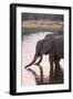 African Elephant (Loxodonta Africana), Okavango Delta, Botswana, Africa-Sergio Pitamitz-Framed Photographic Print