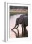 African Elephant (Loxodonta Africana), Okavango Delta, Botswana, Africa-Sergio Pitamitz-Framed Photographic Print