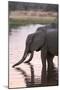 African Elephant (Loxodonta Africana), Okavango Delta, Botswana, Africa-Sergio Pitamitz-Mounted Photographic Print