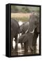 African Elephant (Loxodonta Africana), Okavango Delta, Botswana, Africa-Sergio Pitamitz-Framed Stretched Canvas