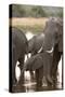 African Elephant (Loxodonta Africana), Okavango Delta, Botswana, Africa-Sergio Pitamitz-Stretched Canvas