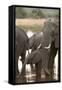 African Elephant (Loxodonta Africana), Okavango Delta, Botswana, Africa-Sergio Pitamitz-Framed Stretched Canvas