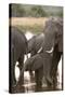 African Elephant (Loxodonta Africana), Okavango Delta, Botswana, Africa-Sergio Pitamitz-Stretched Canvas