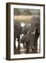 African Elephant (Loxodonta Africana), Okavango Delta, Botswana, Africa-Sergio Pitamitz-Framed Photographic Print