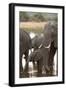 African Elephant (Loxodonta Africana), Okavango Delta, Botswana, Africa-Sergio Pitamitz-Framed Photographic Print