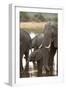 African Elephant (Loxodonta Africana), Okavango Delta, Botswana, Africa-Sergio Pitamitz-Framed Photographic Print