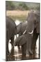 African Elephant (Loxodonta Africana), Okavango Delta, Botswana, Africa-Sergio Pitamitz-Mounted Photographic Print