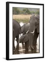 African Elephant (Loxodonta Africana), Okavango Delta, Botswana, Africa-Sergio Pitamitz-Framed Photographic Print